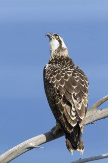 Western Osprey (Pandion haliaetus) young perched on a branch, Mallorca, Spain