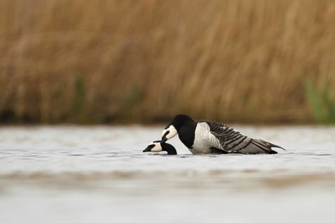 Barnacle Goose (Branta leucopsis) pair mating, Utrecht, Netherlands