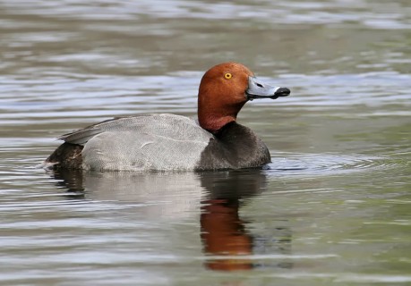 Redhead (Aythya americana) male, Saskatchewan, Canada