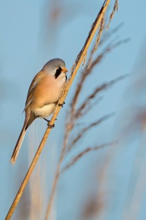 Bearded Reedling (Panurus biarmicus) male, Saxony-Anhalt, Germany