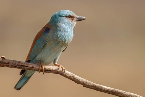 European Roller (Coracias garrulus), perched on a branch, Castile-La Mancha