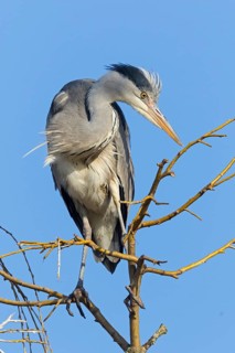 Grey heron, heron, nest, nesting material, (Ardea cinerea), blue sky, wildlife, animals, birds,