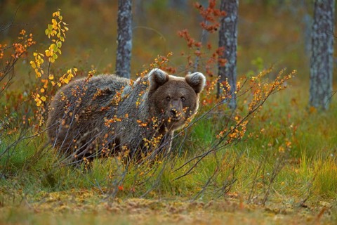 Cute brown bear cub, orange and red autumn. Beautiful baby of brown bear walking around lake with