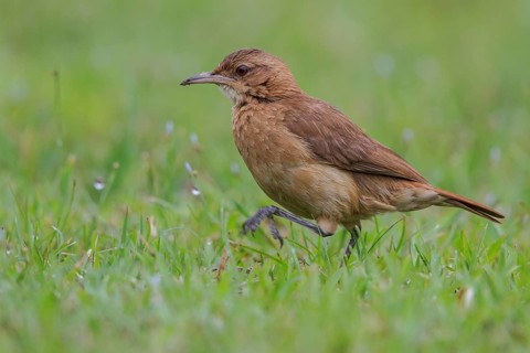 Rufous Hornero (Furnarius rufus) in a marsh in the Atlantic rainforest of southeast Brazil