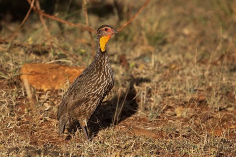 Yellow-necked Spurfowl (Pternistis leucoscepus), Oromia, Ethiopia