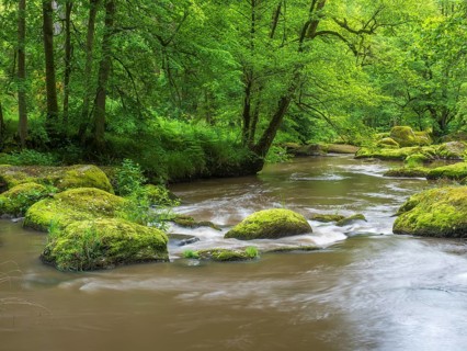 Moss-covered rocks in the Waldnaab river in the Waldnaabtal nature reserve, Falkenberg an der