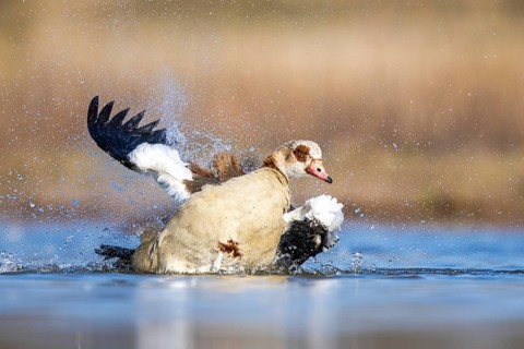 Egyptian Goose (Alopochen aegyptiaca) bathing, North Rhine-Westphalia, Germany