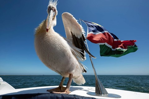 Pink pelican (Pelecanus onocrotalus), sitting on boat next to the flag of Namibia, Atlantic Ocean,