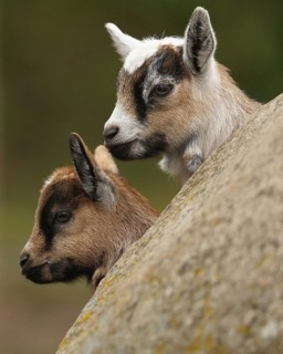 Domestic goat, five-day-old young, Sweden, Scandinavia