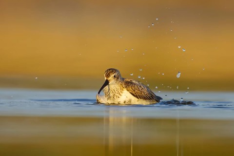 Dunlin (Calidris alpina) bathing, North Rhine-Westphalia, Germany