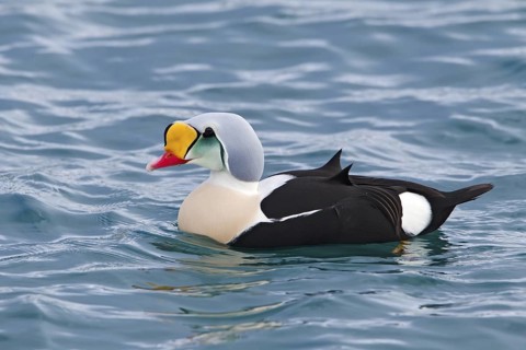 King Eider (Somateria spectabilis) male, Varanger, Norway
