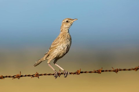 Brown Songlark (Megalurus cruralis) young female perched on a barbed wire fence, Victoria,