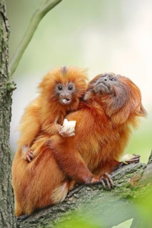 Golden lion tamarin (Leontopithecus rosalia), female with young, captive, occurrence in Brazil