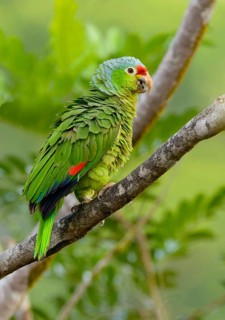 Red-fronted Parrot (Poicephalus gulielmi) at Laguna Lagarto Lodge near Boca Tapada, Costa Rica
