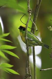 Green-and-gold Tanager (Tangara schrankii), Manu, Peru