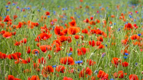 Vibrant red poppies and blue wildflowers blanket a lush field in Switzerland, showcasing the