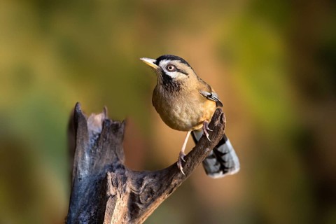 Moustached Laughingthrush (Garrulax cineraceus), Yunnan, China