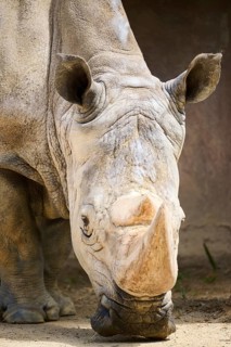 Square-lipped rhinoceros (Ceratotherium simum), portrait, captive, distribution Africa