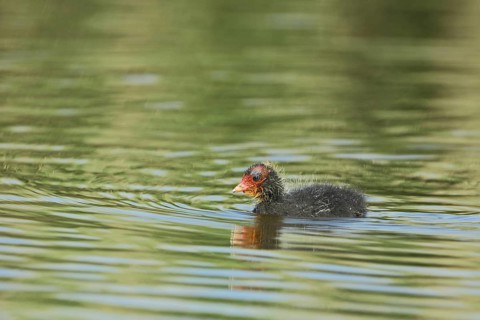 Young swimming coot (Fulica atra), juvenile in the water, Texel, North Holland, Netherlands