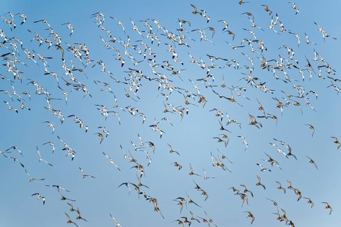 Pied Avocet, Recurvirostra avosetta, birds in flight over winter marshes