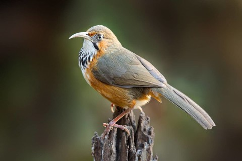 Black-streaked Scimitar Babbler (Pomatorhinus gravivox), Yunnan, China