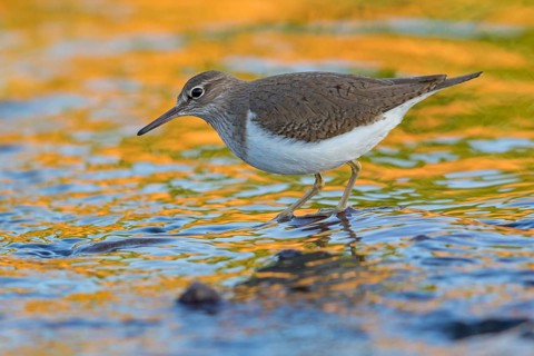 Flussuferläufer, Flußuferläufer, Common Sandpiper, Actitis hypoleucos, Tringa hypoleucos, Chevalier