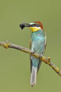European bee-eater (Merops apiaster) sitting on a branch covered with green lichen with a bumblebee