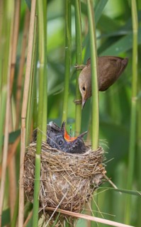 Common Cuckoo & Eurasian Reed Warbler (Cuculus canorus & Acrocephalus scirpaceus) Eurasian Reed