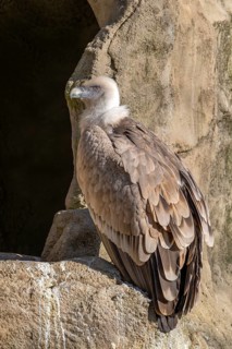 Griffon vulture (Gyps fulvus), sitting on a stone, captive, Alpine Zoo, Innsbruck, Tyrol, Austria
