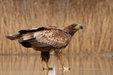 White-tailed Eagle (Haliaeetus albicilla) young bird on an ice rink, Pusztaszer, Hungary