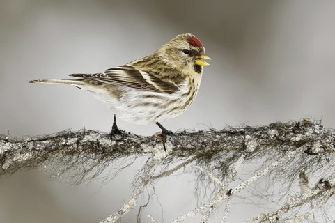 Common Redpoll (Acanthis flammea), Alaska, USA