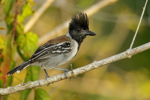 Black-crested Antshrike (Sakesphorus canadensis) perched on a branch in the grasslands of Guyana
