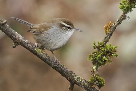 Bewick's Wren (Thryomanes bewickii), British Columbia, Canada
