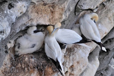 Northern gannet (Morus bassanus)