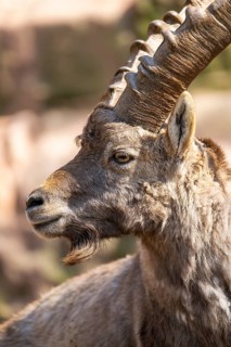 Alpine ibex (Capra ibex), in the mountains, Bavaria, Germany