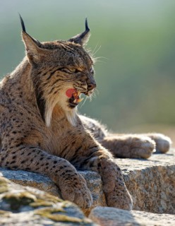 Lynx pardinus, portrait, backlight, yawning, Andalusia, Spain