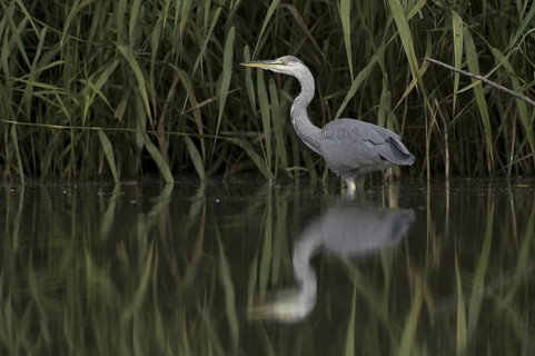 Grey Heron (Ardea cinerea), Saxony, Germany