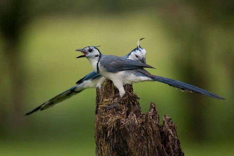 White-throated magpie jays