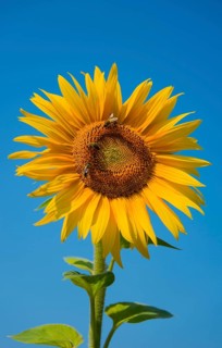 Bright yellow sunflower in front of a clear blue sky, pollinated by bees, Poland
