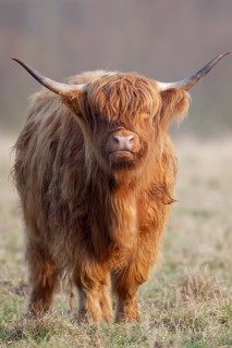 Highland cattle or cow (Bos taurus taurus) adult farm animal standing in a grass field, England,