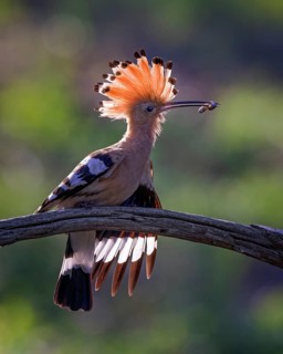 Eurasian Hoopoe (Upupa epops) with food in beak, Saxony-Anhalt, Germany