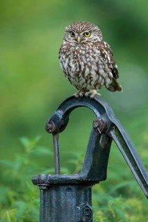 Little owl (Athene noctua), Vechta, Lower Saxony, Germany