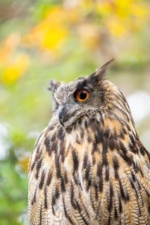 Portrait of an Eurasian eagle-owl (Bubo bubo), captive, Pyrenees, Catalonia, Spain