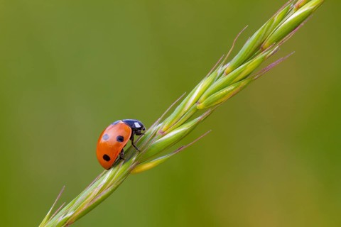 Seven-spot ladybird, (Coccinella septempunctata), Animals, Beetles, Ladybirds