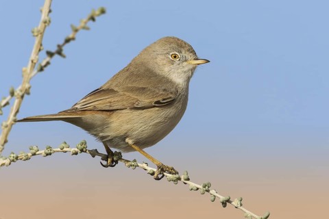 Asian Desert Warbler (Sylvia nana), Eilat, Israel