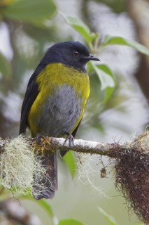 Black-and-yellow Silky-flycatcher (Phainoptila melanoxantha) perched on a branch in Costa Rica,