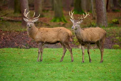 Two stags with large antlers standing next to each other in the autumn meadow, red deer (Cervus