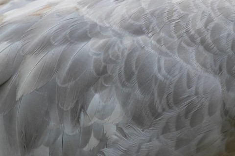 Common crane (Grus grus) adult bird close up of the birds wing feathers, England, United Kingdom