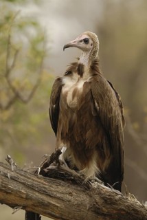 Hooded Vulture (Necrosyrtes monachus), Northern Cape, South Africa
