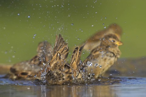 House Sparrow (Passer domesticus) bathing, Germany